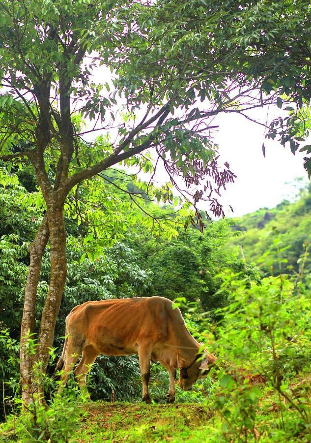 Du Gia Nalien View Homestay Làng Cac エクステリア 写真