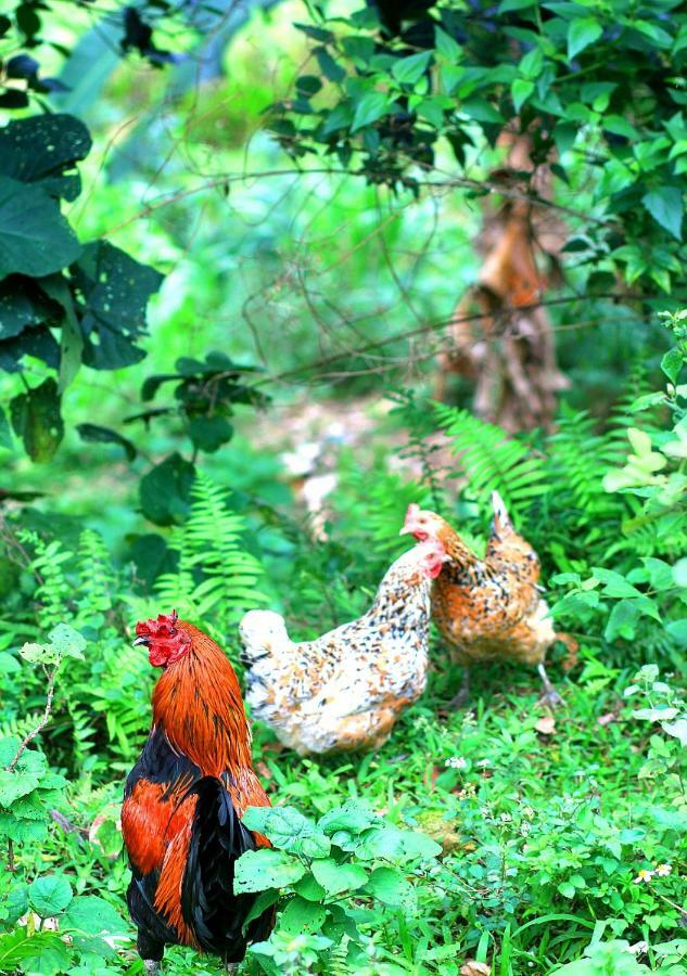 Du Gia Nalien View Homestay Làng Cac エクステリア 写真